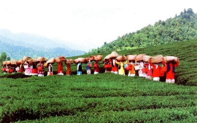 Les saisons de récolte du thé dans les principaux pays producteurs