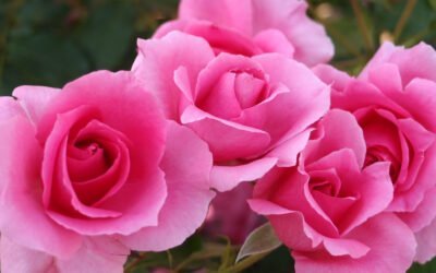 Comment faire votre propre infusion de pétales de roses