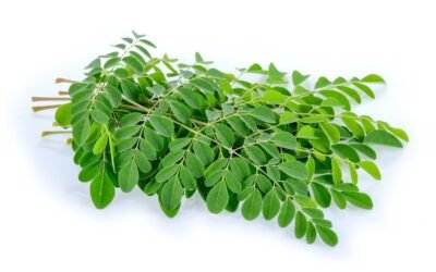 Moringa : l’arbre aux milles vertus