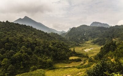 Visite guidée de la plantation de thé biodynamique au Vietnam