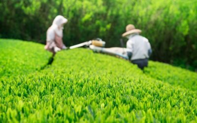 Yabukita : ce cultivar qui a révolutionné le thé au Japon