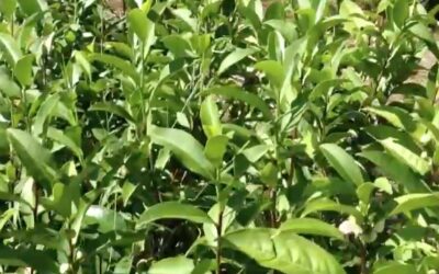 A la découverte des cultivars de thé Japonais : il n’y a pas que Yabukita dans la vie