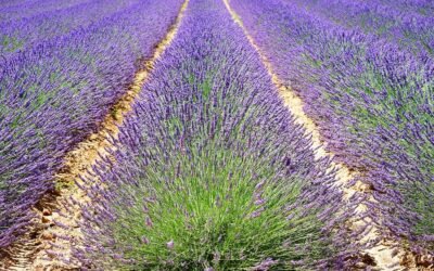 Portrait de la lavande française : un grand potentiel et de grands risques