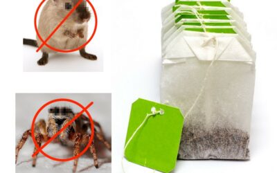 Un sachet de thé pour vous débarrasser des souris et araignées