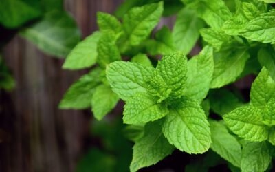 10 bienfaits de la menthe poivrée prouvés par la science