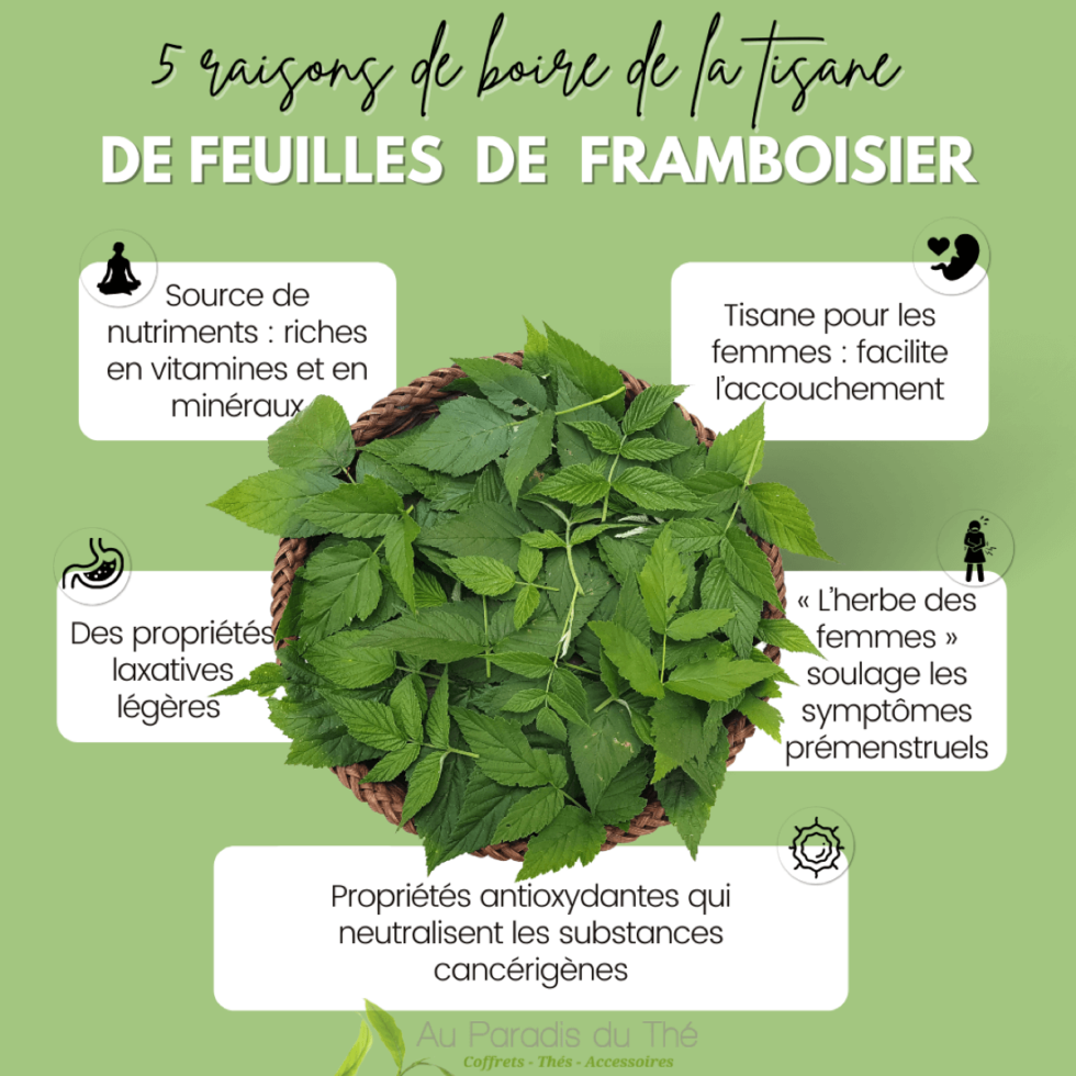 Bienfaits De La Tisane De Feuilles De Framboisier