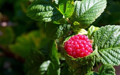 7 bienfaits de la tisane de feuilles de framboisier