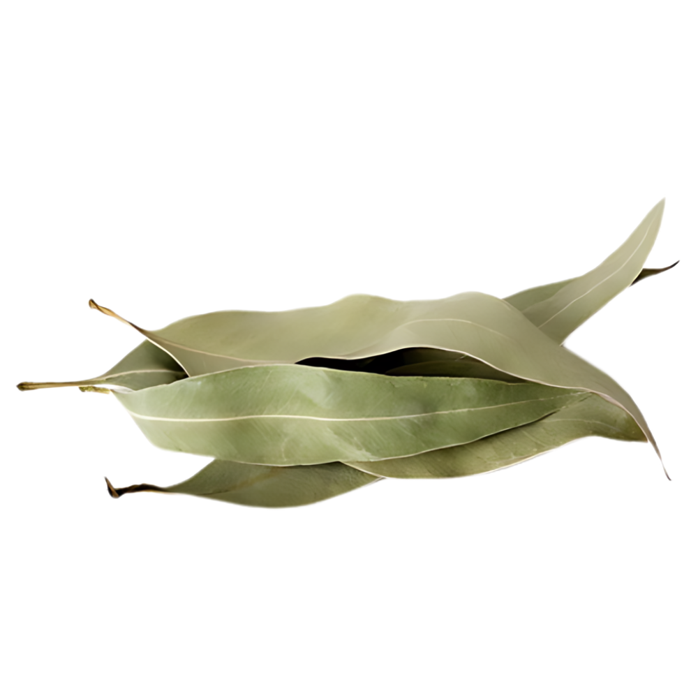 Eucalyptus - feuilles coupées